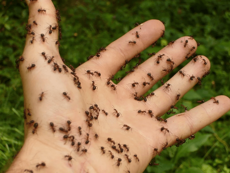 dangerous ant infestation