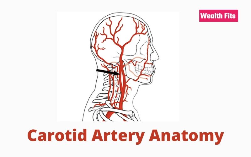 Carotid Artery Anatomy