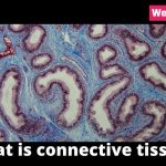 what is connective tissue