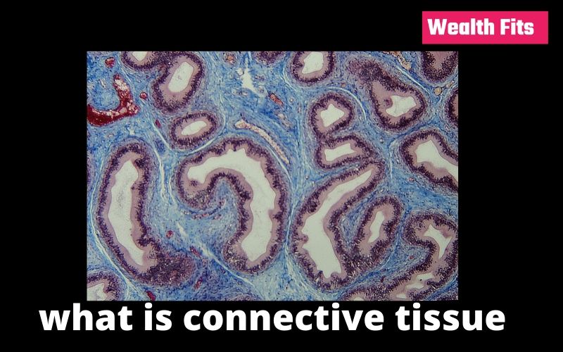 what is connective tissue