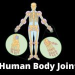 Human Body Joints