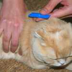 Flea Treatment For Cats