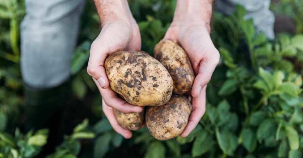 How To Store Potatoes Long Term