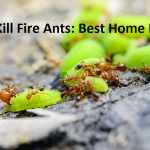 how to kill fire ants