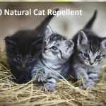 natural cat repellent
