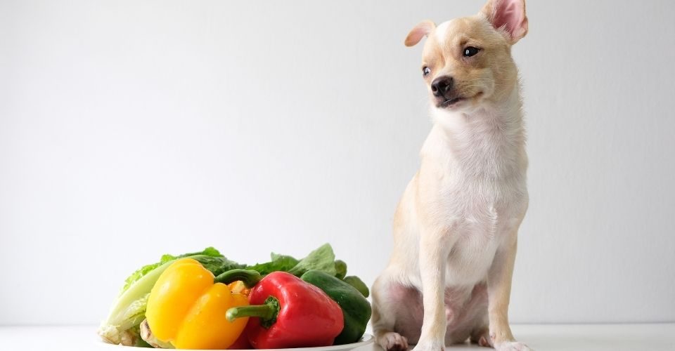 Can Dogs Have Bell Peppers
