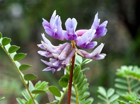 Astragalus-herbs for energy 