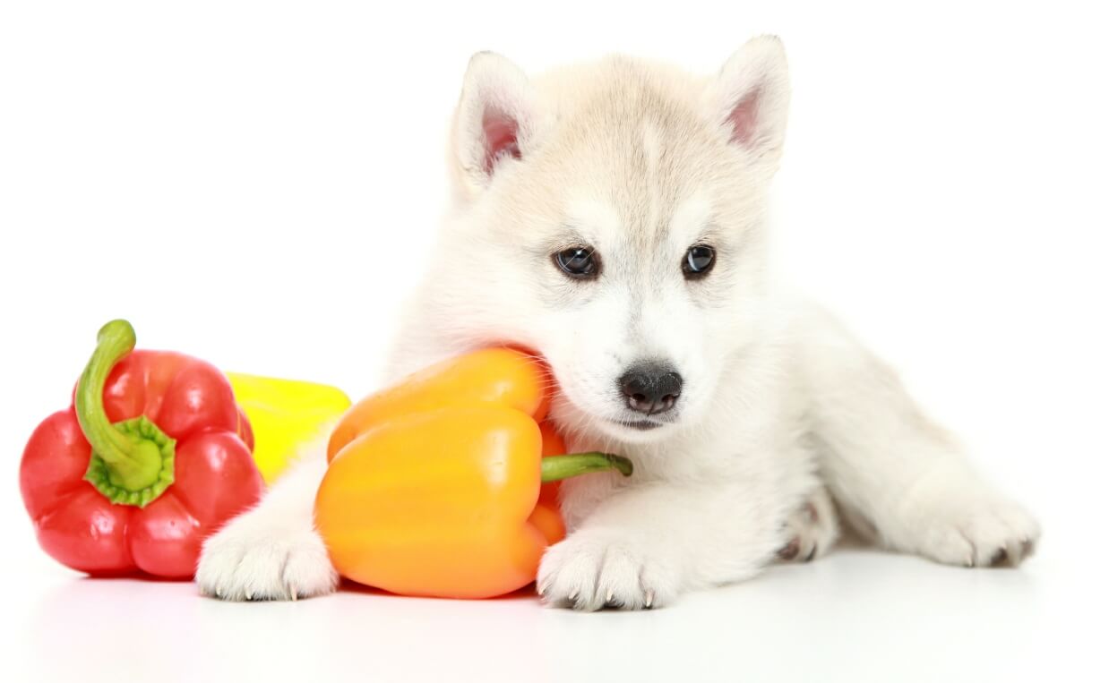 How much bell pepper can I give to a dog