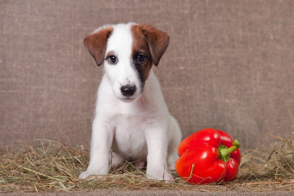 Can Dogs Have Bell Peppers