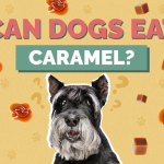 Can dogs eat caramel